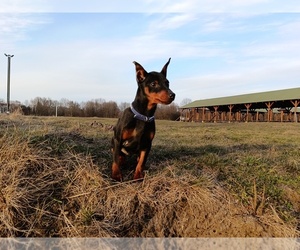 Miniature Pinscher Puppy for sale in NEW YORK, NY, USA