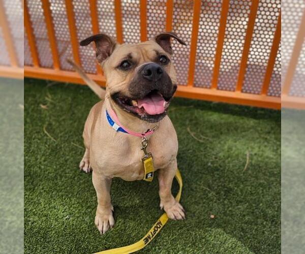 Medium Photo #1 American Pit Bull Terrier-Unknown Mix Puppy For Sale in Las Vegas, NV, USA