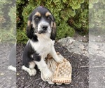 Small #2 Cockapoo