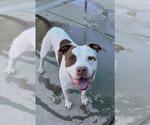 Small American Pit Bull Terrier