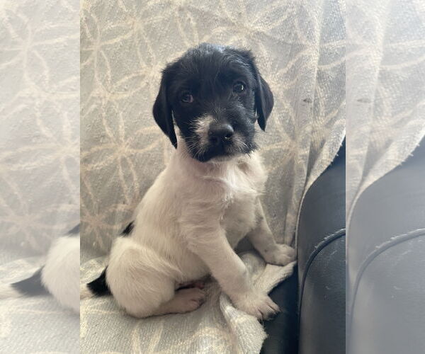 Medium Photo #3 Labrador Retriever-Unknown Mix Puppy For Sale in The Woodlands, TX, USA