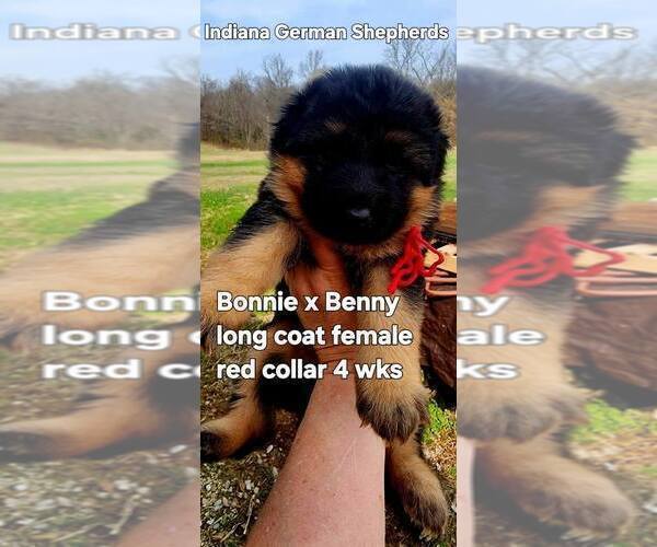 Medium Photo #13 German Shepherd Dog Puppy For Sale in CHRISNEY, IN, USA
