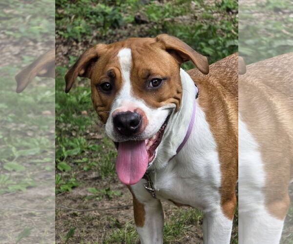 Medium Photo #10 Treeing Walker Coonhound-Unknown Mix Puppy For Sale in Princeton, MN, USA