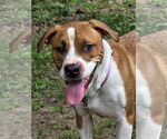 Small #9 Treeing Walker Coonhound Mix