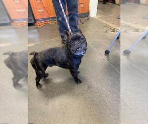French Bulldog Dogs for adoption in Santa Cruz, CA, USA