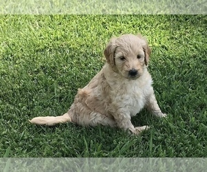 Goldendoodle Puppy for sale in LOOMIS, CA, USA