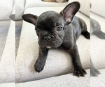 Puppy Puppy 3 Tyson French Bulldog