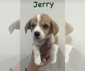 Pembroke Welsh Corgi Puppy for sale in ANTIOCH, CA, USA