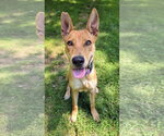 Small #3 Basenji Mix