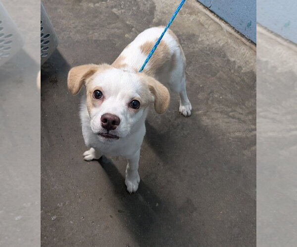 Medium Photo #1 Mutt Puppy For Sale in Evansville, IN, USA