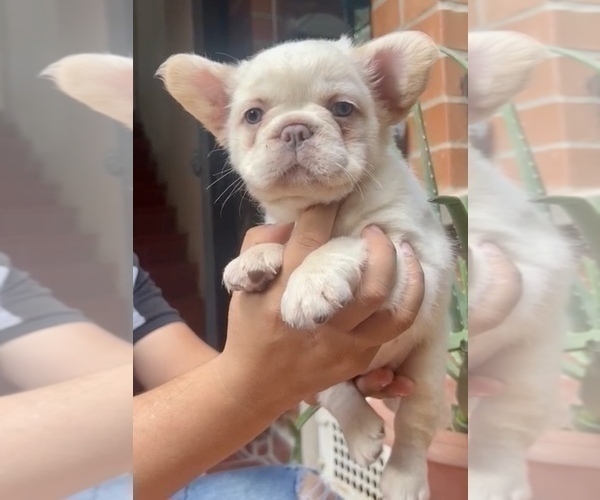 Medium Photo #3 French Bulldog Puppy For Sale in WEST HOLLYWOOD, CA, USA