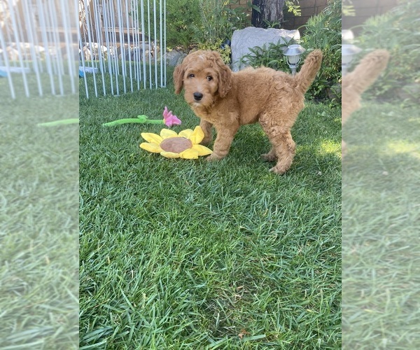 Medium Photo #4 Goldendoodle Puppy For Sale in BREA, CA, USA
