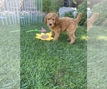 Small Photo #4 Goldendoodle Puppy For Sale in BREA, CA, USA