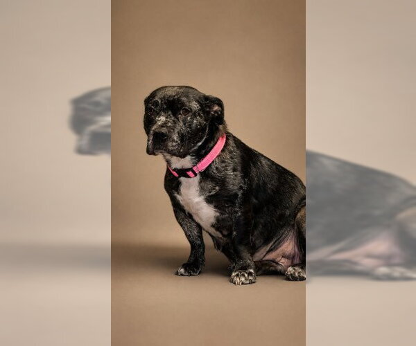 Medium Photo #2 Bulldog-Unknown Mix Puppy For Sale in Redlands, CA, USA