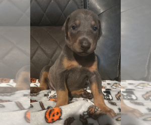 Medium Doberman Pinscher