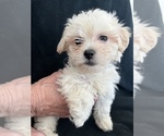 Small Photo #9 Zuchon Puppy For Sale in RAINBOW, CA, USA