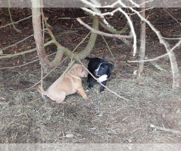 Medium Photo #6 American Pit Bull Terrier-Labrador Retriever Mix Puppy For Sale in KINGSTON, WA, USA