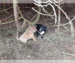 Small Photo #6 American Pit Bull Terrier-Labrador Retriever Mix Puppy For Sale in KINGSTON, WA, USA