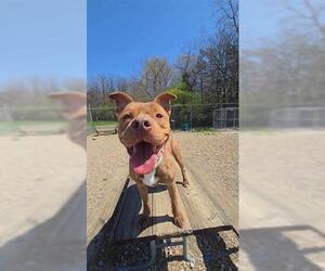 American Staffordshire Terrier-Unknown Mix Dogs for adoption in Akron, OH, USA