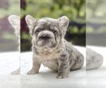 Small #3 French Bulldog