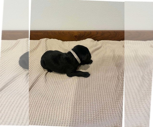 Medium Photo #14 Labrador Retriever Puppy For Sale in BARRON, WI, USA