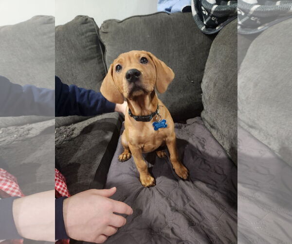 Medium Photo #1 Mutt Puppy For Sale in Plainfield, IL, USA