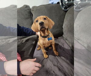 Mutt Dogs for adoption in Plainfield, IL, USA