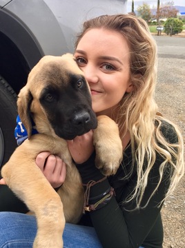 Medium Photo #1 Mastiff Puppy For Sale in LAKEPORT, CA, USA