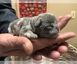 Small Photo #3 French Bulldog Puppy For Sale in BUCKS BAR, CA, USA