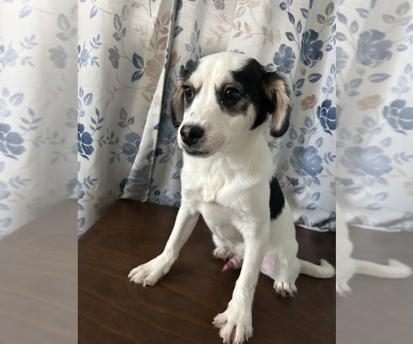 Medium Photo #7 Cockapoo (Miniature) Puppy For Sale in DURHAM, CT, USA