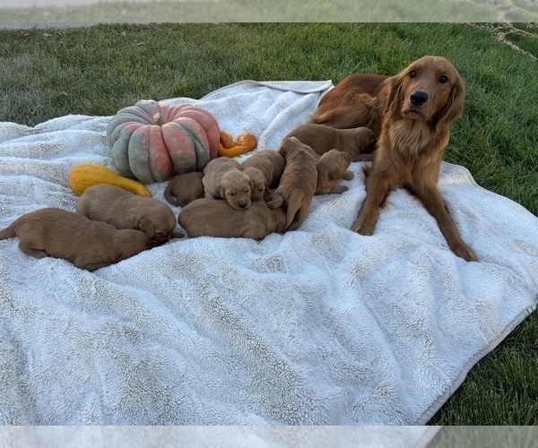 Medium Photo #16 Golden Retriever Puppy For Sale in GARDNERVILLE, NV, USA