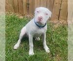 Small #1 American Pit Bull Terrier Mix