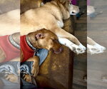 Small Photo #4 American Staffordshire Terrier-Unknown Mix Puppy For Sale in Holly Springs, NC, USA