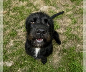 Fletch - Male Mutt Dog for Adoption - Photo #3