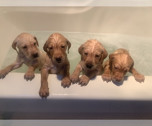 Medium Photo #4 Labrador Retriever Puppy For Sale in GRAND RAPIDS, MN, USA