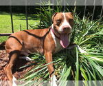 Small #21 Boxer Mix