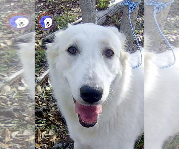Medium Photo #10 Great Pyrenees Puppy For Sale in Spring, TX, USA