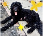 Small Photo #1 Goldendoodle (Miniature) Puppy For Sale in SUNNYVALE, CA, USA