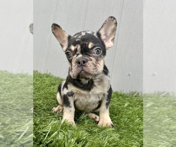 Medium Photo #23 French Bulldog Puppy For Sale in HOUSTON, TX, USA