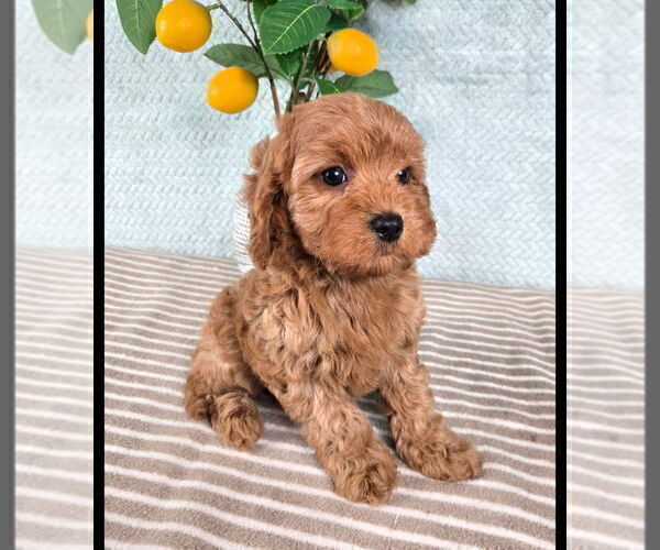 Medium Photo #2 Cavapoo (Standard) Puppy For Sale in GREENFIELD, IN, USA