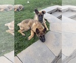 Small Photo #4 German Malinois Puppy For Sale in DICKINSON, ND, USA
