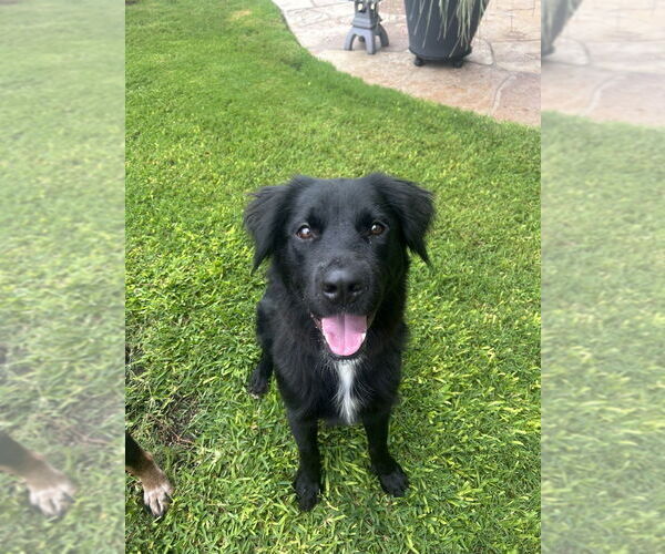 Medium Photo #3 Retriever -Unknown Mix Puppy For Sale in Oak Bluffs, MA, USA