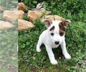 Australian Cattle Dog-Fox Terrier (Smooth) Mix Puppy for sale in LEETONIA, OH, USA