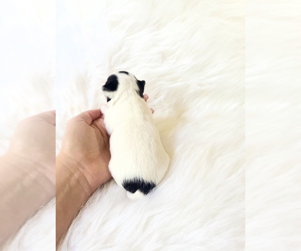 Medium Photo #5 Chihuahua Puppy For Sale in SACRAMENTO, CA, USA