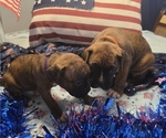 Small #14 Boxer