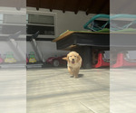 Small #2 Golden Retriever