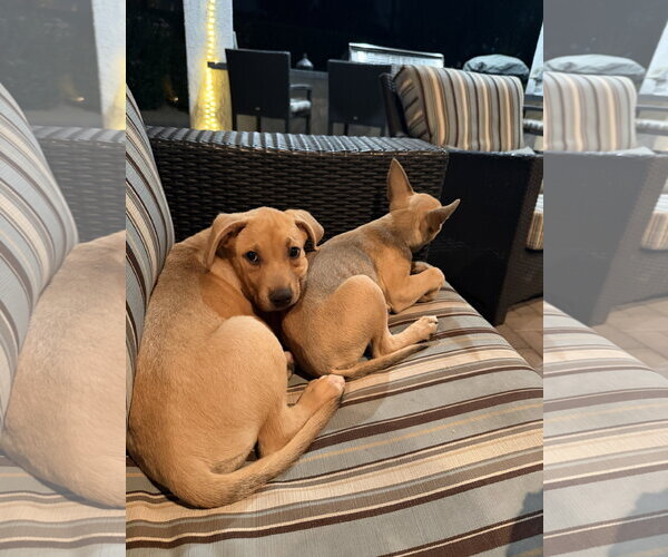Medium Photo #3 Labrador Retriever-Unknown Mix Puppy For Sale in Phoenix, AZ, USA