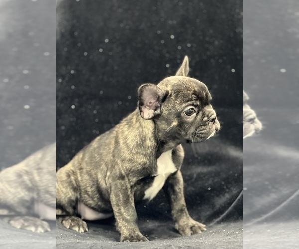 Medium Photo #7 French Bulldog Puppy For Sale in CHESAPEAKE, VA, USA