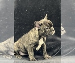 Small #6 French Bulldog