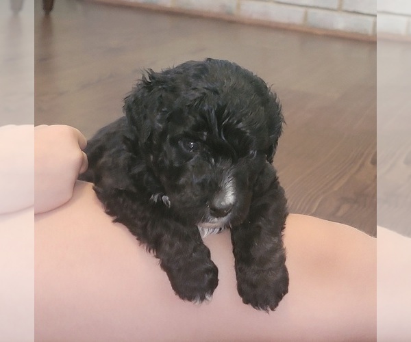 Medium Photo #3 Aussiedoodle Puppy For Sale in CATAWBA, SC, USA
